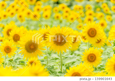 夏の明るい日差しに包まれて一面に広がる満開のひまわり畑 夏の明るい日差しに包まれて一面に広がる満開のひまわり畑 139901643