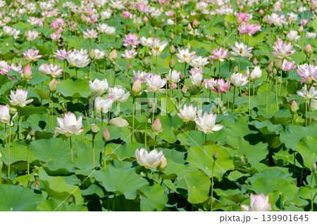 見頃を迎えた夏の蓮池一面に咲き広がる美しい蓮の花々 見頃を迎えた夏の蓮池一面に咲き広がる美しい蓮の花々 139901645
