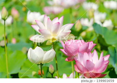 夏の蓮池で美しく重なり合うように咲く白とピンクの蓮の花々 夏の蓮池で美しく重なり合うように咲く白とピンクの蓮の花々 139901659