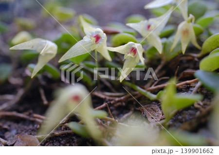 花の目線で捉えたマメヅタランの群生 赤い斑点が前後に広がるローアングル 花の目線で捉えたマメヅタランの群生 赤い斑点が前後に広がるローアングル 139901662
