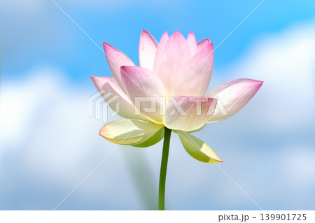 青空と白い雲をバックに凛として佇む美しいピンクの蓮の花 139901725