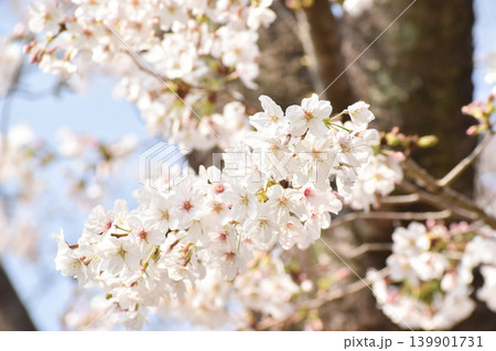 可憐なピンクの早咲きの彼岸桜 可憐なピンクの早咲きの彼岸桜 139901731