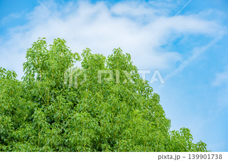 爽やかな夏の青空と白い雲に向かって生き生きと茂る緑の樹冠 爽やかな夏の青空と白い雲に向かって生き生きと茂る緑の樹冠 139901738