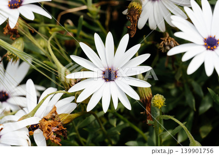 White daisy flower blooming in a vibrant garden White daisy flower blooming in a vibrant garden 139901756