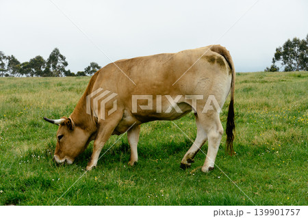 Brown cow grazing fresh green grass on pasture 139901757