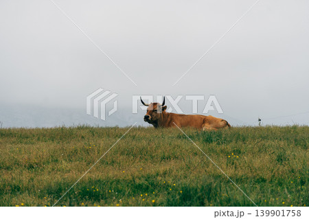Brown cow grazing fresh green grass on pasture Brown cow grazing fresh green grass on pasture 139901758