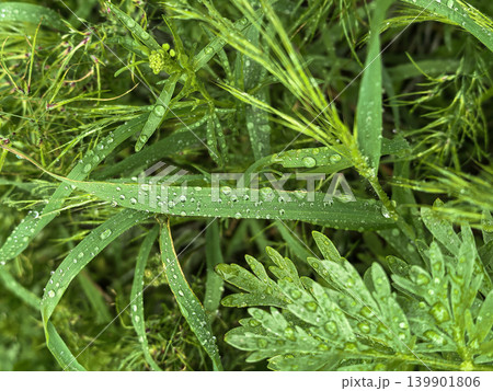 Wet Green Grass With Rain Water Drops Wet Green Grass With Rain Water Drops 139901806