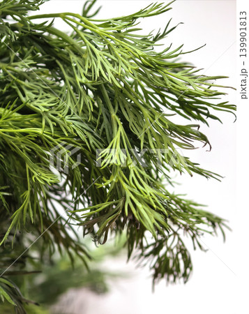 Fresh Dill Herb Bunch With Green Texture Fresh Dill Herb Bunch With Green Texture 139901813