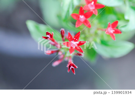 Pentas lanceolata , Egyptian star cluster or RUBIACEAE or Egyptian starcluster or Starflower or red flower Pentas lanceolata , Egyptian star cluster or RUBIACEAE or Egyptian starcluster or Starflower or red flower 139901934