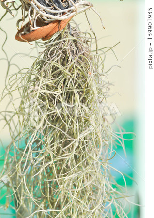 Tillandsia usneoides ,Spanish moss or BROMELIACEAE Tillandsia usneoides ,Spanish moss or BROMELIACEAE 139901935