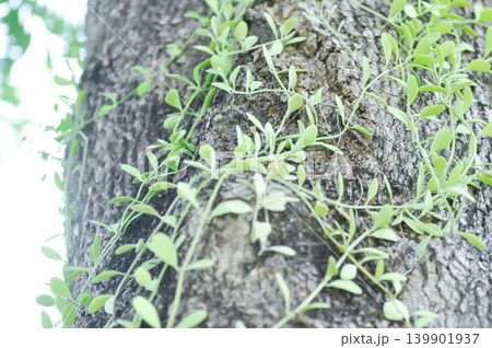 Dischidia oiantha Schltr or Dischidia sp or Dischidia on the tree or white cheesewood 139901937