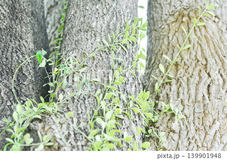 Dischidia oiantha Schltr or Dischidia sp or Dischidia on the tree or white cheesewood 139901948