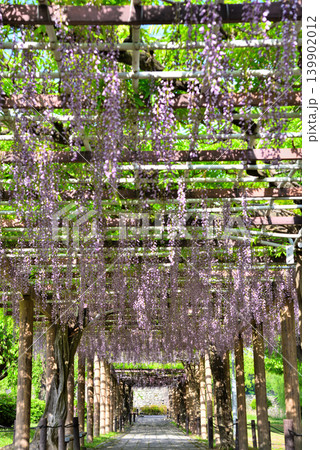 《愛知県》名城公園　藤の回廊 139902012