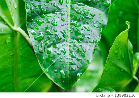 philodendron burle marxii, Philodendron or ARACEAE and rain droplet philodendron burle marxii, Philodendron or ARACEAE and rain droplet 139902110