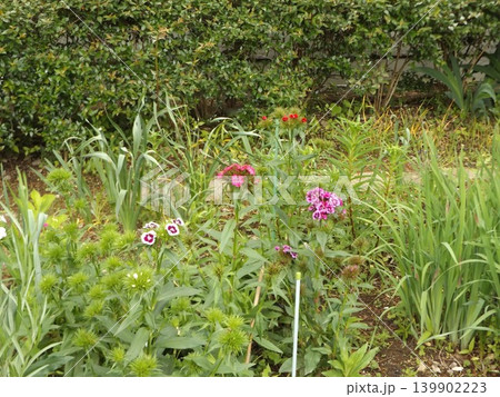 撫子の可愛い桃色の花 撫子の可愛い桃色の花 139902223