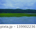 曇り空と5月の水田 栃木県 139902236