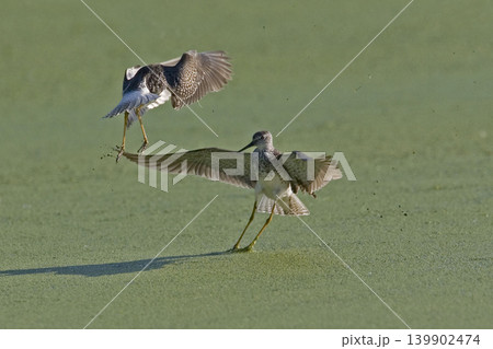 Confrontation of a pair of Lesser Yellowlegs, Tringa flavipes 139902474
