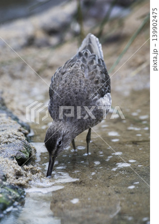Vertical of a Long-billed Dowitcher, Limnodromus scolopaceus 139902475