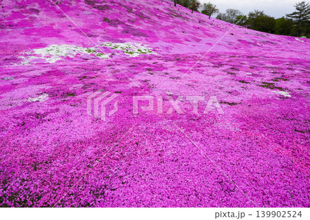 太陽の丘えんがる公園の満開の芝ざくら(2026年) 太陽の丘えんがる公園の満開の芝ざくら(2026年) 139902524