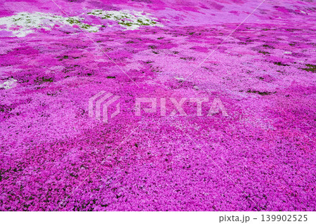 太陽の丘えんがる公園の満開の芝ざくら(2026年) 太陽の丘えんがる公園の満開の芝ざくら(2026年) 139902525