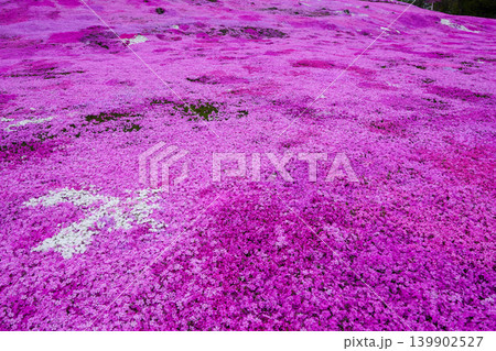太陽の丘えんがる公園の満開の芝ざくら（2026年） 139902527