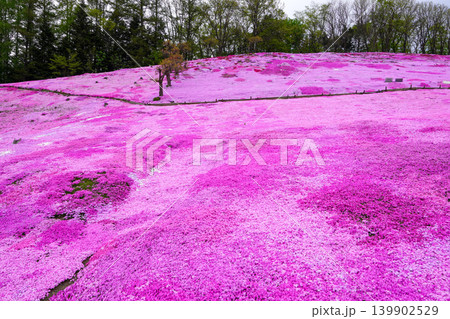 太陽の丘えんがる公園の満開の芝ざくら(2026年) 太陽の丘えんがる公園の満開の芝ざくら(2026年) 139902529