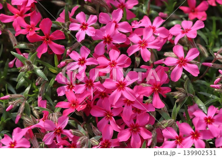 春の庭に咲く満開の赤い芝桜の花 139902531