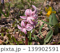 カタクリの花 139902591
