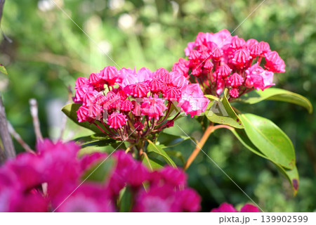 カルミヤの赤花 カルミヤの赤花 139902599
