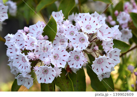 カルミヤの白花 カルミヤの白花 139902609
