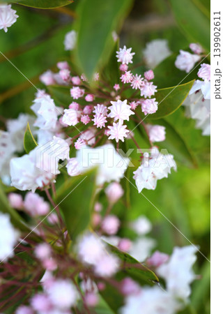 カルミヤの白花 カルミヤの白花 139902611