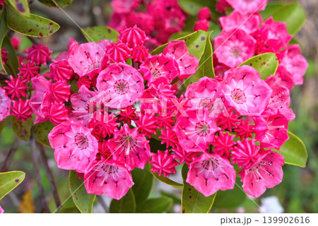 カルミヤの赤花 カルミヤの赤花 139902616