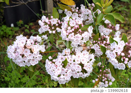 カルミヤの白花 カルミヤの白花 139902618