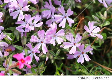 春の庭に咲く薄い桃色のシバザクラの花 春の庭に咲く薄い桃色のシバザクラの花 139902637