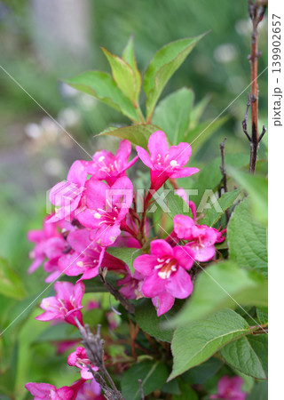 ワイゲラの花 ワイゲラの花 139902657