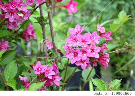ワイゲラの花 ワイゲラの花 139902660