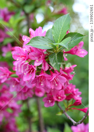 ワイゲラの花 ワイゲラの花 139902661