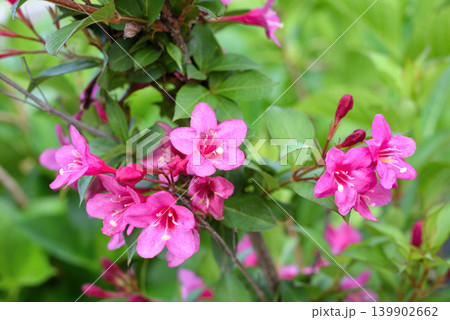 ワイゲラの花 ワイゲラの花 139902662