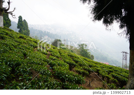 Lush tea garden plantation on misty Himalayan mountain slopes in Darjeeling 139902713