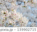 満開になった桜の花 139902715