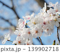春の青空に映える桜 139902718
