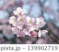 桜咲く 139902719