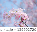 春の日差しを浴びて咲く満開の桜 139902720