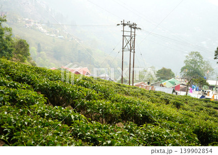 Scenic landscape of tea plantations with power lines and houses in a mountain village Scenic landscape of tea plantations with power lines and houses in a mountain village 139902854