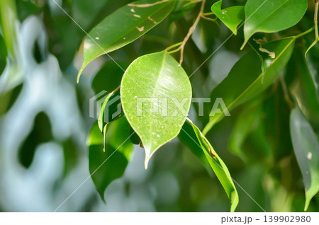 Ficus Benjamina L or Moraceae, Golden Fig or Weeping Fig or Ficus Benjamina or leaves background Ficus Benjamina L or Moraceae, Golden Fig or Weeping Fig or Ficus Benjamina or leaves background 139902980