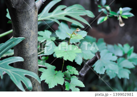 grape plant, Grape Vine or VITIDACEAE or Vitis vinifera or Vitis vinifera Linn 139902981