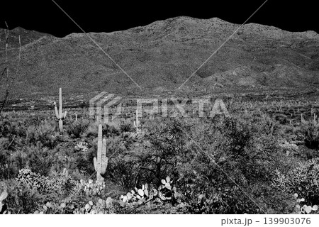 Old Saguaro Cactus Sonora desert Arizona in Black and White Old Saguaro Cactus Sonora desert Arizona in Black and White 139903076