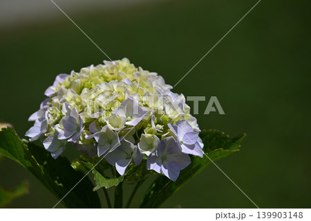 淡い紫陽花のグラデーション 淡い紫陽花のグラデーション 139903148