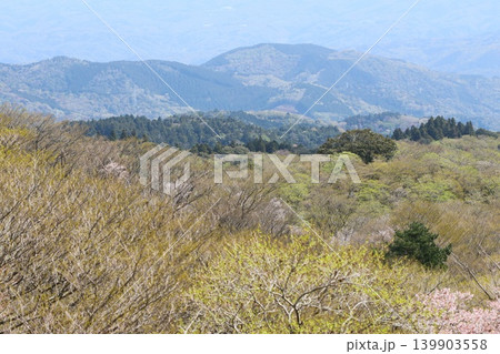 西伊豆スカイラインからの風景 広葉樹の森 新芽の季節 西伊豆スカイラインからの風景 広葉樹の森 新芽の季節 139903558