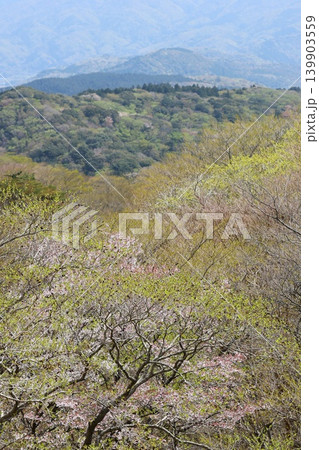 西伊豆スカイラインからの風景　広葉樹の森　新芽の季節 139903559